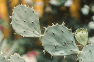 Spiky Leaved Houseplants Spiky Leaved Houseplants